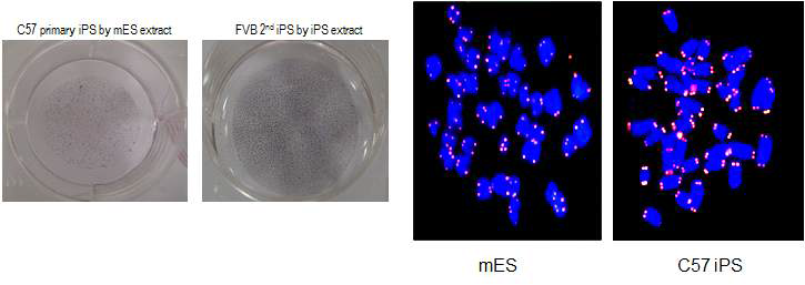 iPSC 특이 단백질을 이용하여 역분화 효율을 증가시킴 (좌), iPSC의 telomere가 길어짐을 FISH로 확임함