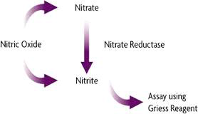 Nitric oxida (NO) assay kit의 원리