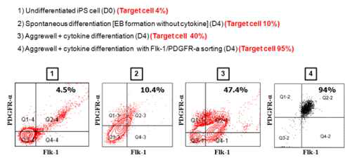 역분화 만능줄기세포에 BMP-4, Activin-A 그리고 bFGF 로 자극하여 심장 전구세포로 생각되는 Flk-1/PDGFR-α 양성 세포군을 확인함
