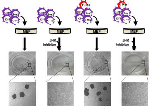 E-Ras와 4factor의 combination에 의하여 역분화 줄기세포 유도 효율이 3배이상 증가되었음
