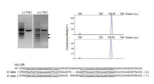 T7E1, 형광 PCR, 시퀀싱을 통하여 HLA-DR mutation을 확인함