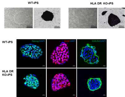 WT과 HLA DR KO로부터 제작된 역분화 줄기세포의 특성은 차이가 없음을 확인함