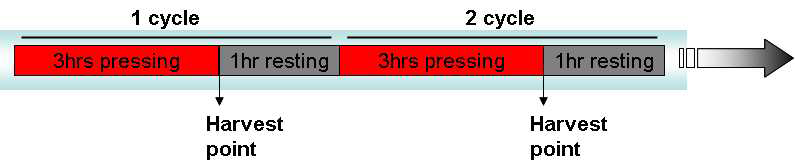 Oscillating Pressure Chamber에서의 배양 시간 및 압력 cycle