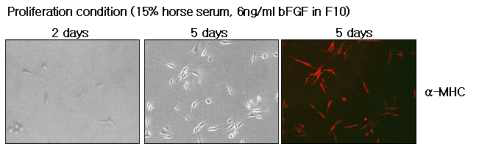 골격근모세포 표지자인 a-MHC 형광염색