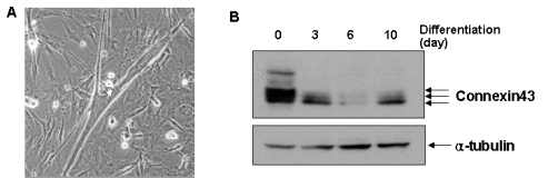 A. 골격근모세포의 분화 유도후의 myotube 모습. B. 지속적인 분화유도 배양 후, Connexin43 단백질 발현