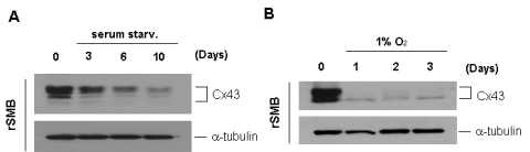 골격근모세포를 영양분결핍 조건(A)과 산소 결핍조건(B)에서 배양시에, connexin43단백질의 발현