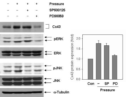 connexin43 발현이 ERK pathway를 통함