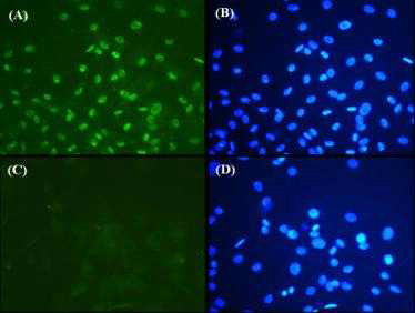 면역염색을 통한 분화 유도된 골수줄기세포의 MEF2 발현 확인