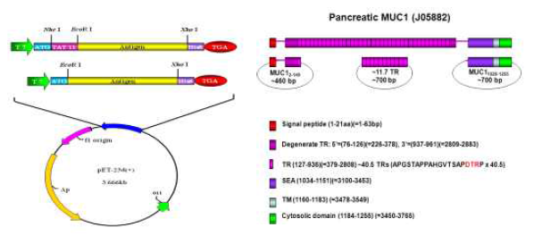 (TAT-MUC1) 융합 단백질 Expression vector 제작 Scheme