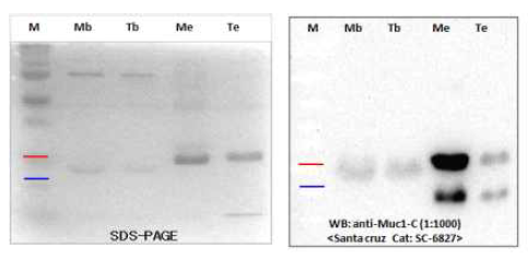 MUC1에 특이적인 항체로 정제된 Expression vector 제작 Scheme (TAT-MUC1)융합 단백질을 확인