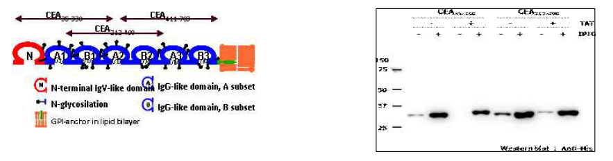 (TAT-CEA) 융합 단백질 제작 Scheme & CEA, (TAT-CEA( 단백 발현의 확인 (Western blot)