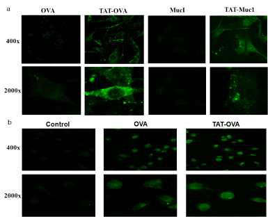 (TAT-MUC1)융합 단백질으로 수지상세포애 항원 전달