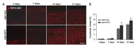 Increase of functional vessels in the islet grafts coated with EPC