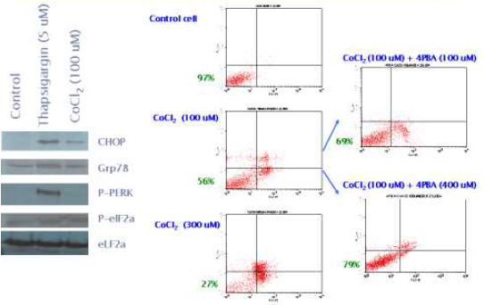 Effect of CoCl2 on INS-1 cells & effect of PBA
