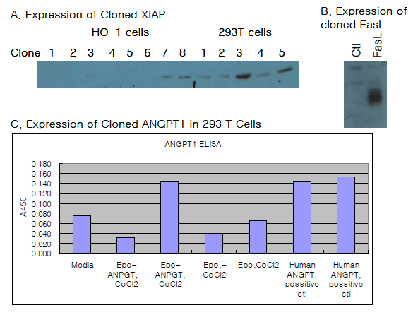클론된 XIAP (A, immunoblotting), FasL (B, immunoblotting) 및 ANGPT1 (C, ELISA) cDNA에 의한 형질발현 검증