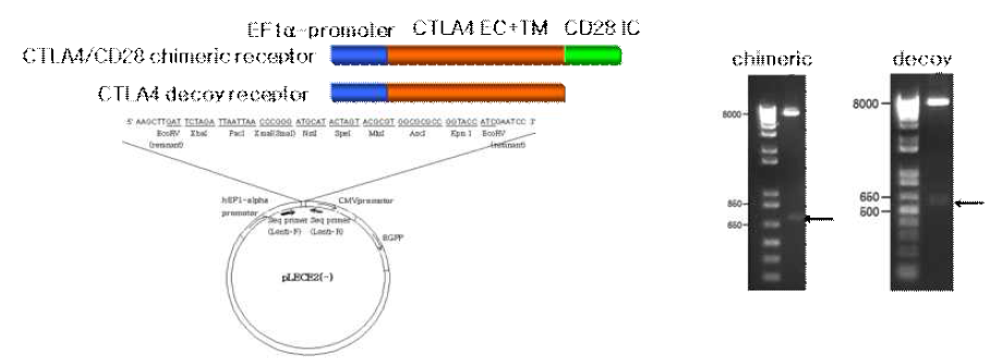 Lentiviral vector system을 이용한 CTLA4 decoy receptor의 Cloning