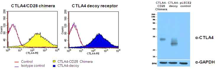 293FT 세포에서의 modified CTLA4 receptor의 발현