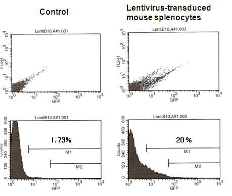 Lentiviral expression vector system의 transduction efficiency