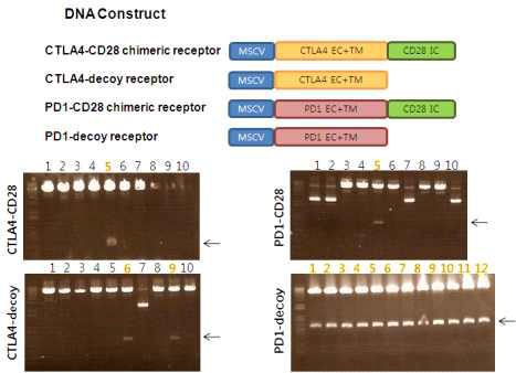 Retroviral vector system을 이용한 modified PD1/CTLA4 receptor의 Cloning