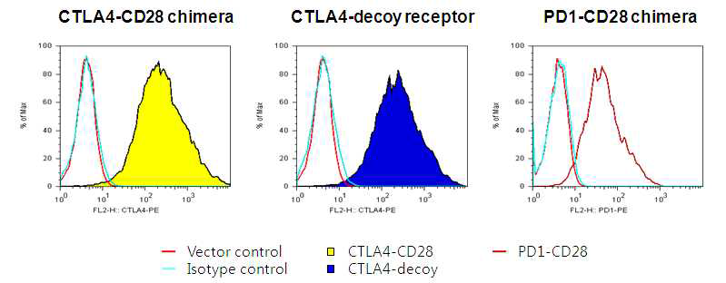 Phoenix eco 세포에서의 modified PD1/CTLA4 receptor의 발현