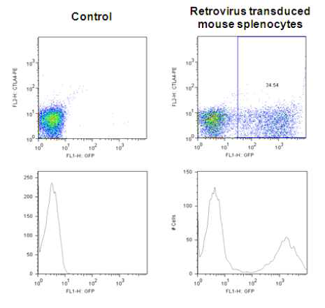 Retroviral exression vector system의 transduction efficiency