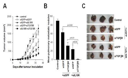 면역 억제 인자 표적 siRNA cocktail를 처리한 수지상세포 치료제의 항암효과