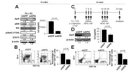 API5-IL-6-MDSC 면역억제 축