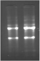 AGS 위암세포주에 stat3 siRNA 처리 후 3일 후에 cell lysate를 얻어서 RNA extraction 후 바로 RNeasy kit으로 정제하고 정량 값과 젤 사진 얻음