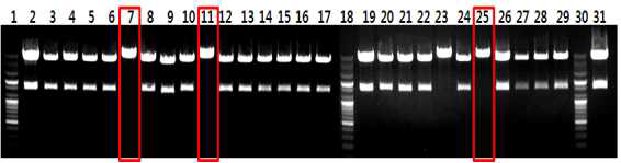 Cutting of restriction enzyme (HpaI/EcoRI)