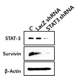 stat3 shRNA를 함유하는 AGS 위암세포주에서 stat3의 발현 감소 및 타겟 유전자인 survivin의 발현 감소