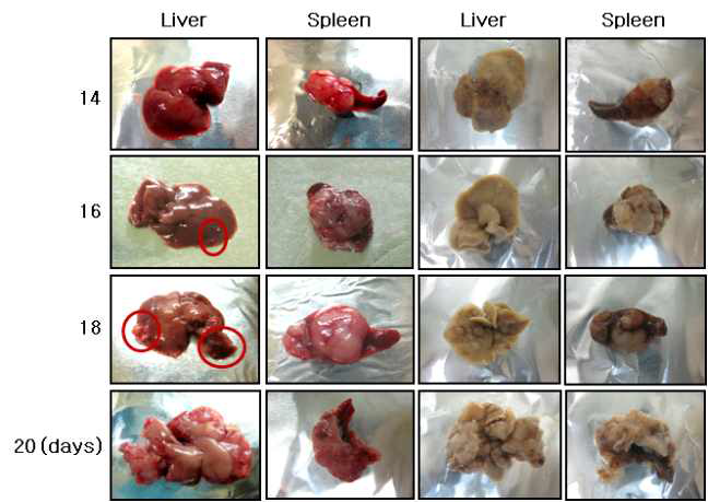 대장암세포주 CR26을 이용한 liver metastasis 동물모델 확립