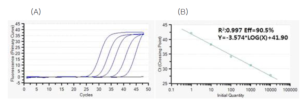 종양 내 다양한 농도의 MSC에 대한 Q-PCR 분석 후 나타나는 형광 시그널 증폭 수준 비교 결과 (A)와 도출된 표준곡선 (B)