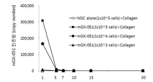 종양 내 반복투여 후 각 시간별 mGX-051 잔존량