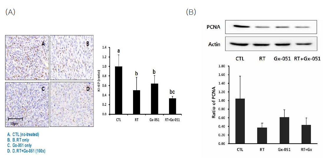 Anti-cell proliferation effects of GX-051 with RT combied therapy on C3H/Hen mice using immunostaining for Ki-67 (A) and western blot for PCNA (B) expression