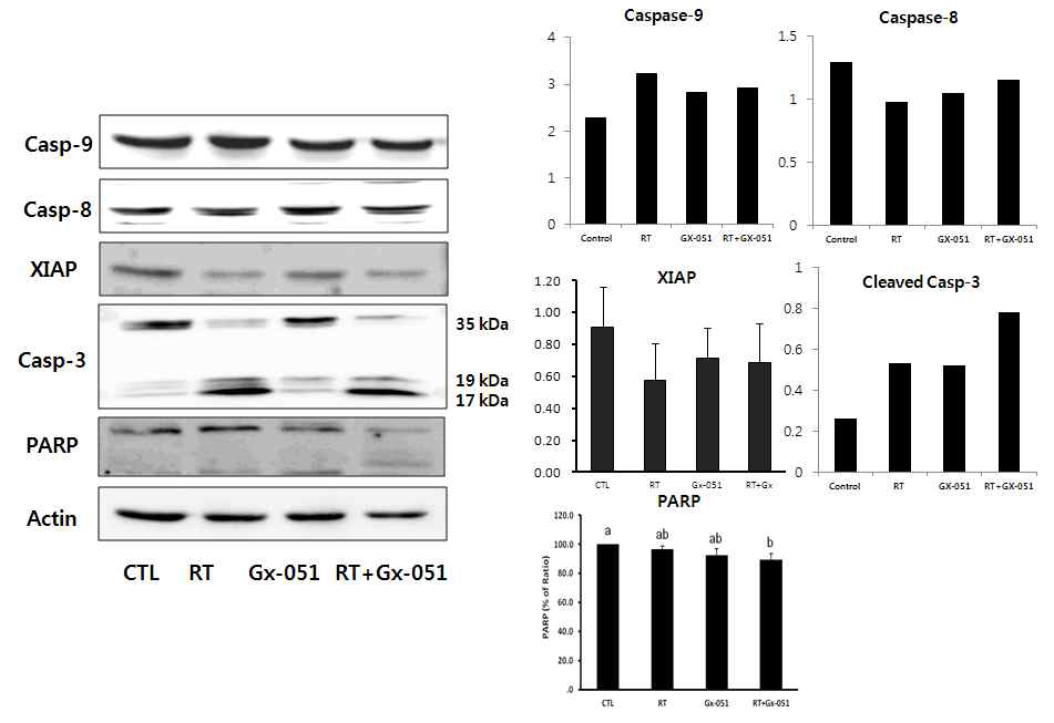 Pro-apoptotic effects of GX-051 with RT combied therapy on C3H/Hen mice using western blot in the expression of caspase family