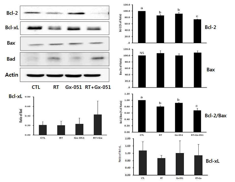 GX-051 with RT combied therapy-induced apoptosis is more activated on HNSCC than the single therapy-induced via the expressions of Bcl-2 family
