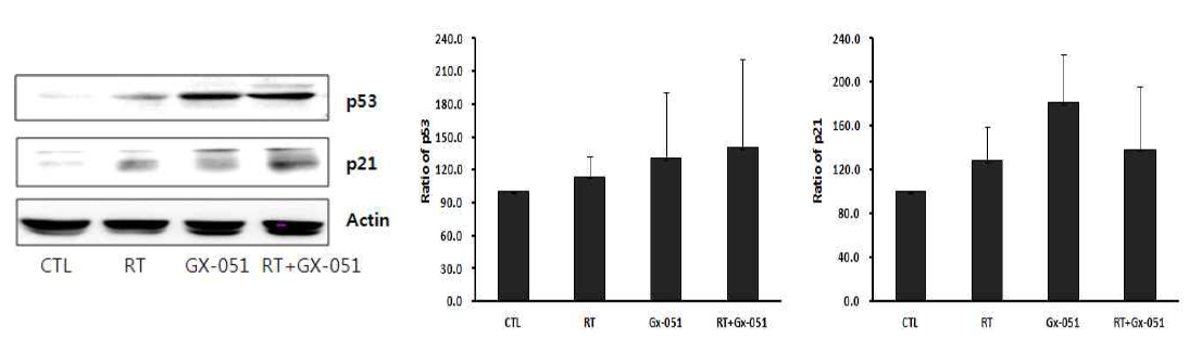 p53 and p21 was more respectively expressed by GX-051 with RT combied therapy in the AT-84 allografted C3H/HeN mice