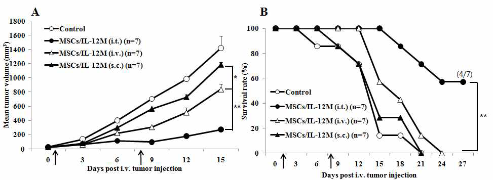 GX-051의 투여경로에 따른 고형암에 대한 항암 효능 및 생존율 변화 비교