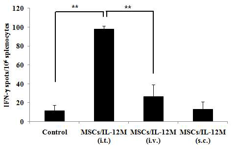 GX-051의 투여 경로에 따른 종양 특이적 IFN-g 분비 세포 유도 비교