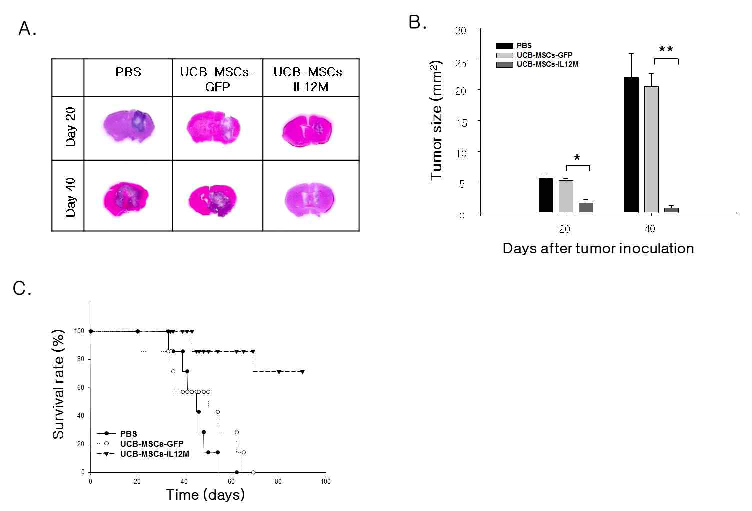 GX-051의 생쥐 뇌종양 치료효능 및 생존률 분석