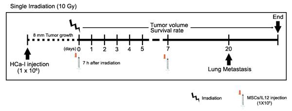 GX-051과 방사선조사의 병용에 대한 연구방법