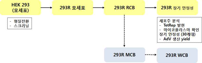293R 세포주 제조 과정