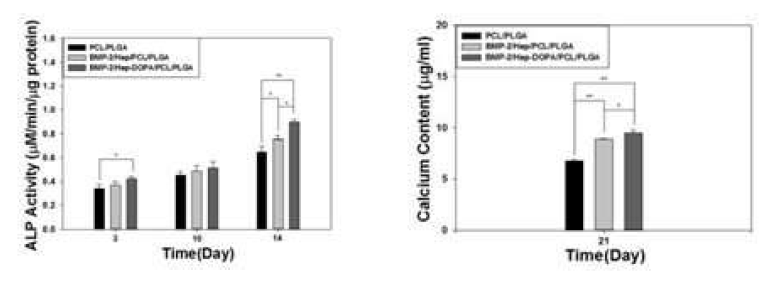 PCL/PLGA scaffold의 알칼리성 포스파타제 활성도와 칼슘침착 측정