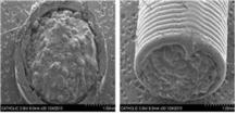 PCL 튜브+CMC/Bio-C/BMP-2 인공지지체의 SEM 사진