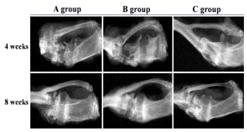 PCL tube+ SEM CMC/Bio-C/BMP-2 인공지지체를 이용하여 골 조직 재생을 위한 동물 실험 결과(X-ray 사진)