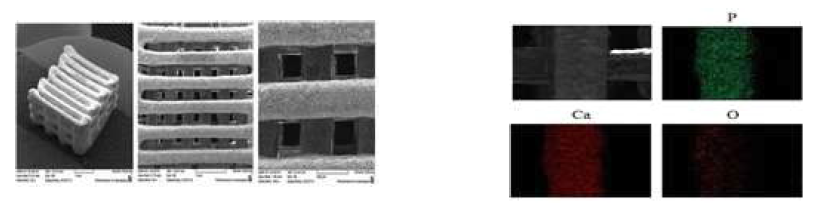 3차원 β-TCP 인공지지체의 SEM, EDS 사진