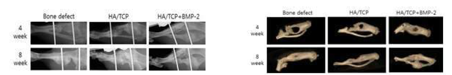 골이식재 삽입 후 4, 8 주 후 X-ray와 micro-CT 사진