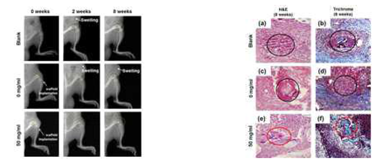 항생제 탑재 지지체 이식 8주 후 X-ray 소견 및 조직학적 분석 결과
