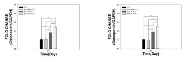 BCP/PCL 인공지지체의 Osteocalcin(좌) 와 Osteopontin(우) 분석