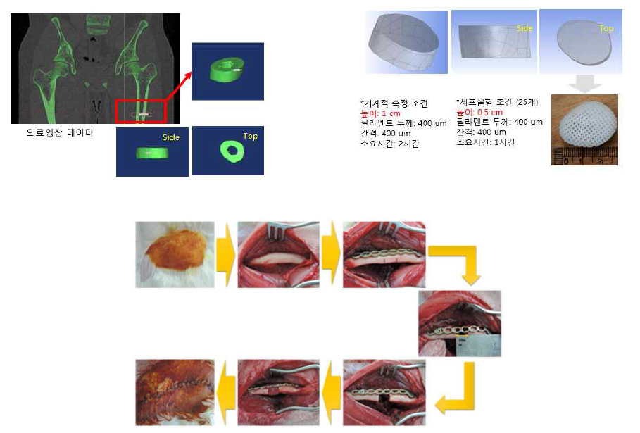 토끼 결손 모델 제작 및 인공지지체 삽입하는 동물 수술 사진